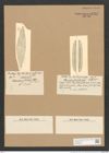 Stauroneis glacialis Castr. (de-Toni-Nr.: Genus 6, Species 897) Zeichnungen Sammlung Grunow Nr. 1757 (NHMW-BOT-W0368646)
